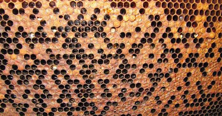 Arılarda Amerikan Yavru Çürüğü arıların yavru hastalıkları